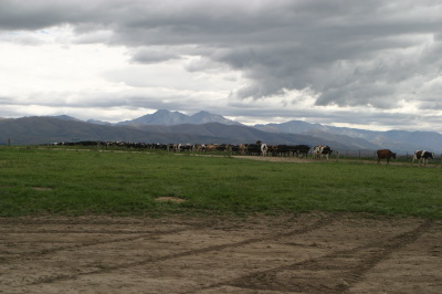 moi en train de ramener le premier troupeau